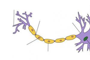 Mga Klasipikasyon ng mga neuron Ang bawat neuron ay may istraktura nito
